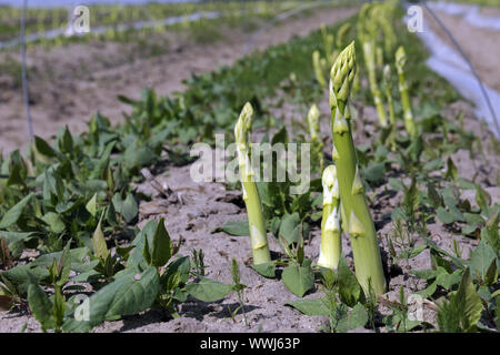 Grüner Spargel, Aspagurus, wächst an Feld in Brandenburg Stockfoto