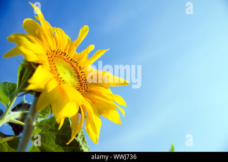 In voller Blüte Sonnenblumen in Richtung Sonne, blauen Himmel Stockfoto