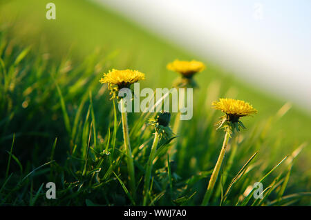 Frischer Frühling Wiese mit Löwenzahn in frischem Gras. Kopieren Raum über Stockfoto