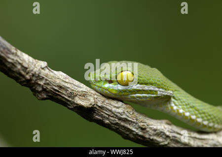 Large-Eyed Bambus Viper, Khao Yai NP, Thailand Stockfoto