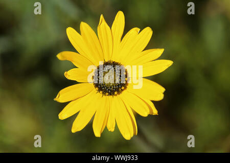 Buschige Ringelblume Stockfoto