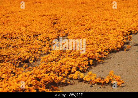 Blume Teppich von Ursinia cakilefolia Stockfoto