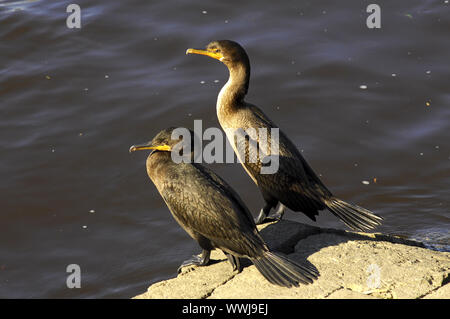 Kormorane am Ufer Stockfoto