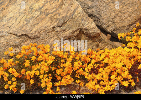 Ursinia cakilefolia, Nababeep, RSA Stockfoto