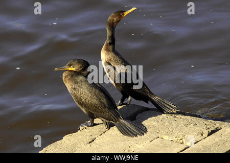 Kormorane sitzen am Ufer Stockfoto