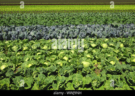 Pflanzliche Felder mit Kohl Stockfoto