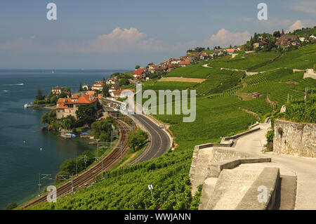 Weinbergterrassen von puidoux im Unesco Weltkulturerbe Lavaux am Genfer See Stockfoto