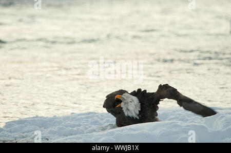 Schreien Bald Eagle auf Schnee. Das Geschrei Ba; d Eagle sitzt auf Schnee zu Fluss Chilkat. Stockfoto