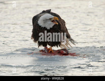 Schreien Bald Eagle auf Schnee. Weißkopfseeadler isst ein Lachs sitzt auf Schnee zu Fluss Chilkat. Stockfoto