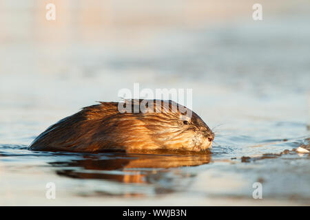 Bisamratte (Ondatra Zibethica) wird aus dem Wasser auf dem Eis in der Sonnenuntergang Sonne Stockfoto