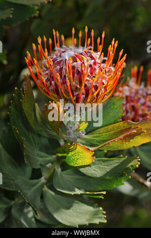 Leucospermum glabrum Stockfoto