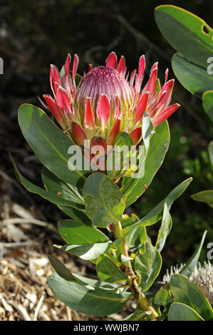 Protea Sylvia Stockfoto
