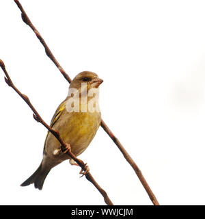 (Europäische) Grünfink (Carduelis chloris) ona Baum in Federn Stockfoto