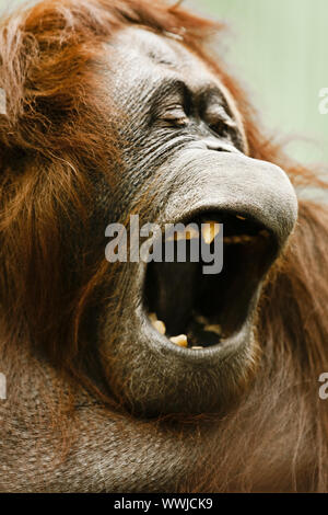 Utan (Pongo pygmaeus) Stockfoto