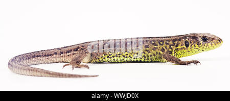 Zauneidechse (weiblich) (Lacerta Agilis) Stockfoto