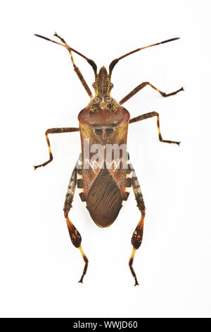 Westlichen Nadelbaum Samen Bug (Leptoglossus Occidentalis) Stockfoto