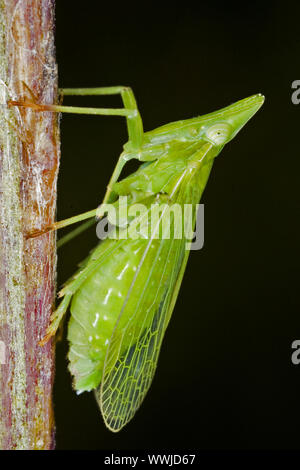 Planthopper, (Dictyophara Europaea) (Homoptera Dictyopharidae) Stockfoto