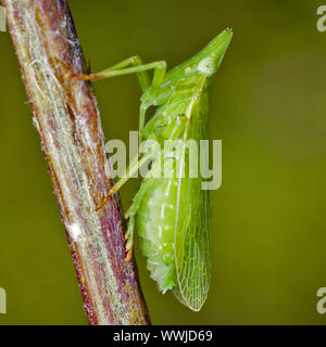 Planthopper, (Dictyophara Europaea) (Homoptera Dictyopharidae) Stockfoto