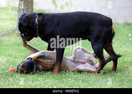 Bild von einer reinrassigen Belgischen Schäferhund Malinois und Rottweiler spielen Stockfoto