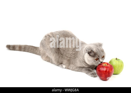 Katze finden Äpfel isoliert auf weiss Stockfoto