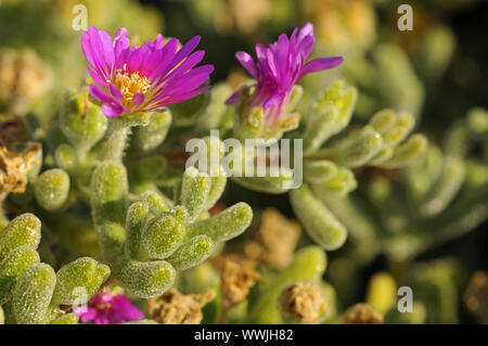 Drosanthemum Hispidum, Namaqualand, Südafrika Stockfoto
