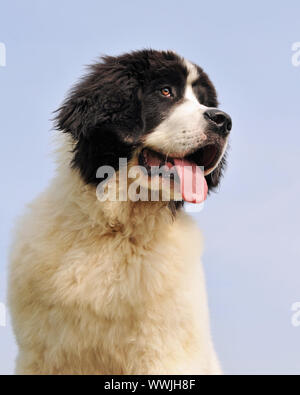 Porträt eines reinrassigen Neufundländer landseer in einem blauen Himmel Stockfoto