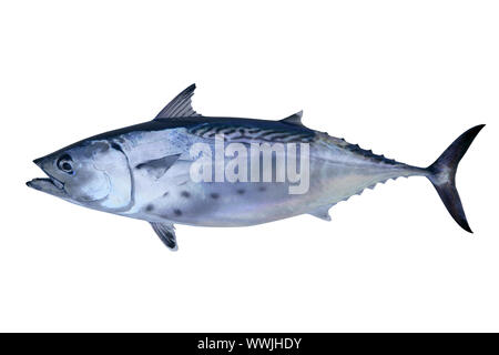 Kleiner Thun fangen Thunfisch Atlantic seafood Stockfoto