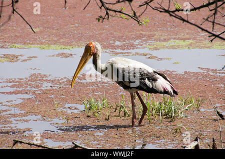 Bemalte Storch Mycteria leucocephala Stockfoto