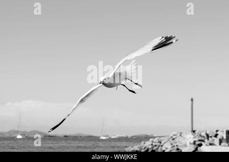 Fliegende Möwen auf Formentera Hafen Sommer Balearen Stockfoto