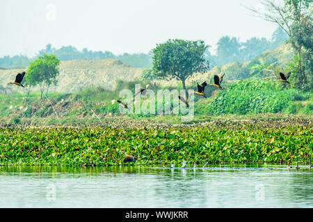 Herde von Kormoran Zugvögel fliegen im Feuchtgebiet von Chupir Chor Altarm (Damodar und Ganges mit üppigen tropischen von Gangetic Plains) in Pur Stockfoto