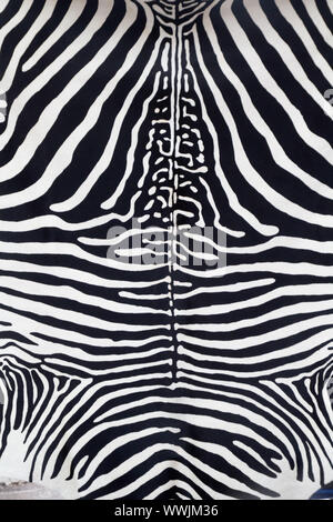 Zebra Haut Lederstruktur gemalt von einer Kuh Stockfoto