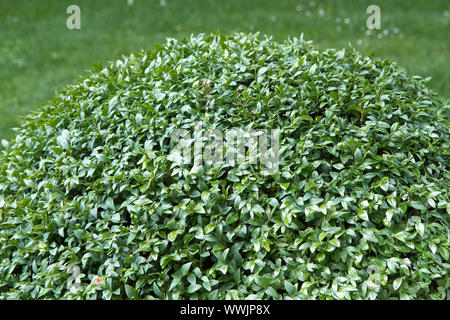 Buchs (Buxus sempervirens) Stockfoto