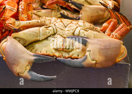 Frische Krabben Stockfoto