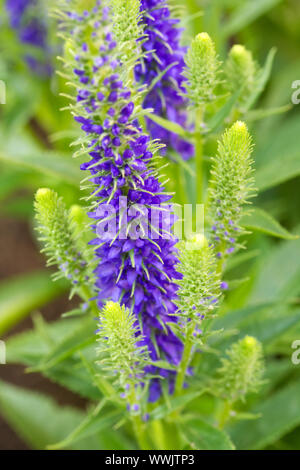 Ehrenpreis (Veronica Ulster Blue Dwarf) Stockfoto