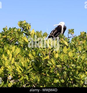 Baby Fregattenvogel in Isla Contoy Insel Mangroven Quintana Roo Stockfoto