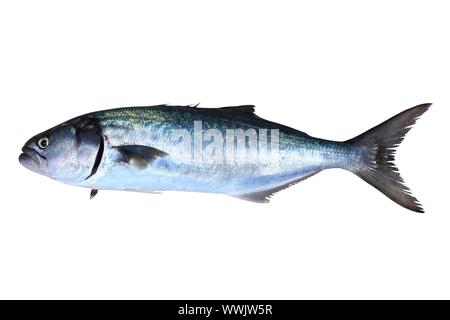 Bluefish Fischen Pomatomus Saltatrix Jack isoliert auf weiss Stockfoto