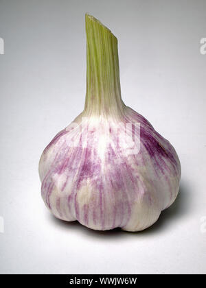 Frischer Knoblauch Stockfoto