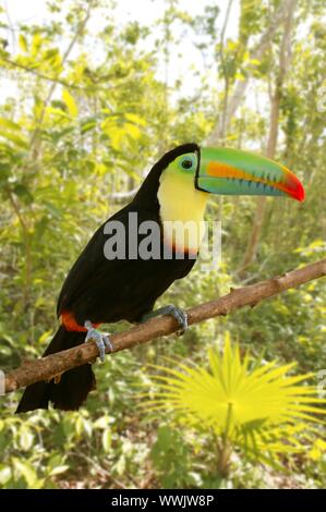 Tukan Kee in Rechnung Tamphastos Sulfuratus auf den Dschungel Stockfoto