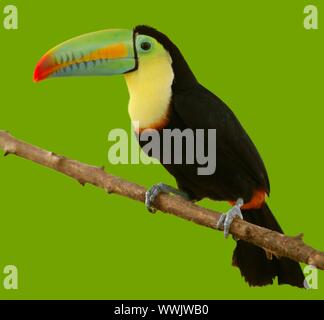 südamerikanische Tukan bunter Vogel auf grünem Hintergrund Stockfoto