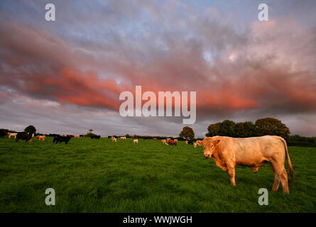 Bei Sonnenuntergang die stürmischen Himmel wandte sich ein tiefes Rosa über dieses Feld voll von Vieh. Stockfoto