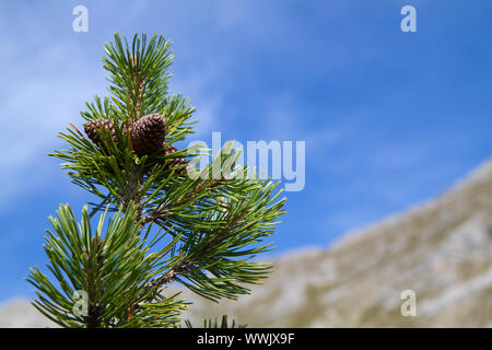 Latschenkiefer (Pinus Mugo) Stockfoto