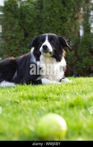 Border Collie, Nahaufnahme Stockfoto
