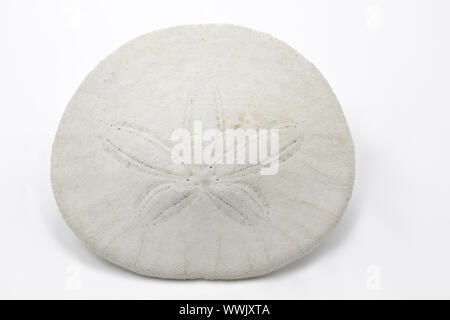 Sanddollar auf weißem Hintergrund Stockfoto