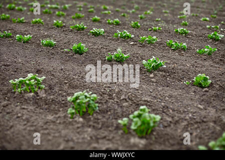 Kartoffel sprossen im Frühjahr Feld Stockfoto