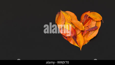 Großes Herz aus farbigem Laub auf schwarzem Hintergrund Stockfoto