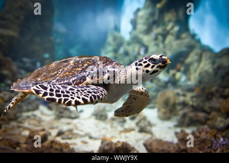 Eretmochelys Imbricata schwimmt unter Wasser Stockfoto