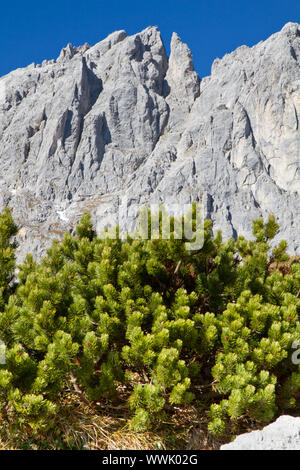 Mountain Pine, Mountain Pine (Pinus mugo) Stockfoto