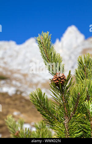 Mountain Pine, Mountain Pine (Pinus mugo) Stockfoto