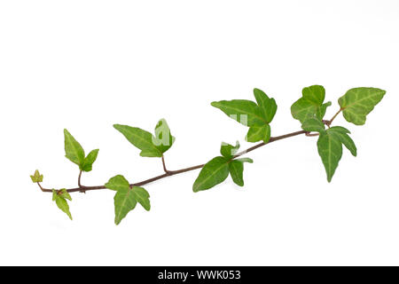 Efeu Zweig auf weißem Hintergrund Stockfoto