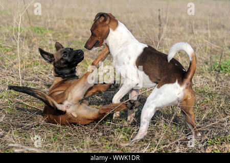 Bild von einer reinrassigen Welpen belgischer Schäferhund Malinois und Jack Russel Terrier spielen Stockfoto